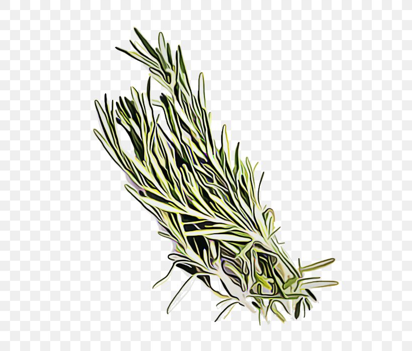 Rosemary, PNG, 700x700px, Rosemary, Elymus Repens, Grass, Grass Family, Herb Download Free