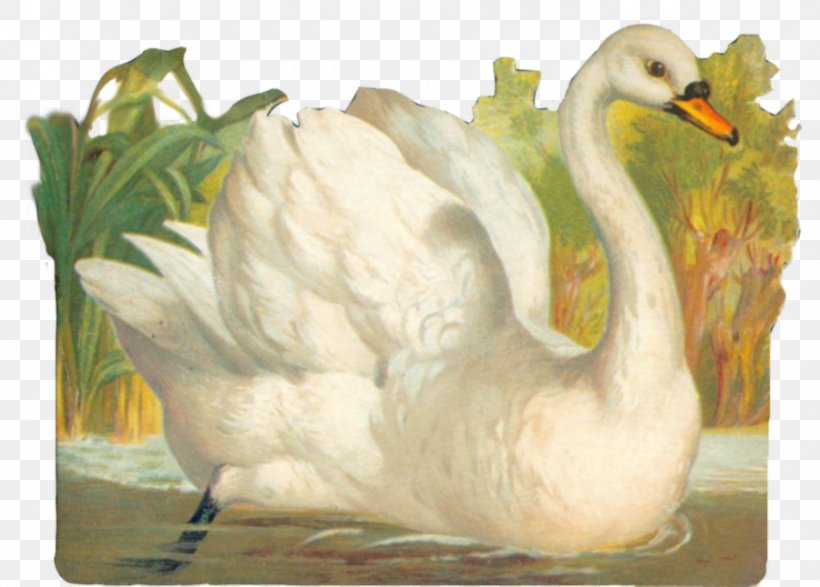 Tundra Swan Trumpeter Swan Clip Art, PNG, 900x645px, Tundra Swan, Anatidae, Beak, Bird, Cygnini Download Free