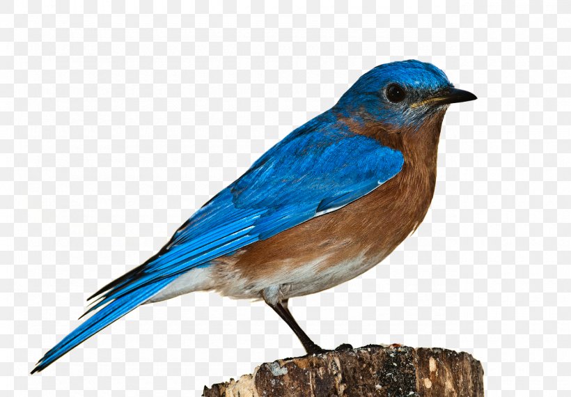 Bluebird, PNG, 1280x890px, Bird, Beak, Bluebird, Computer Graphics, Fauna Download Free