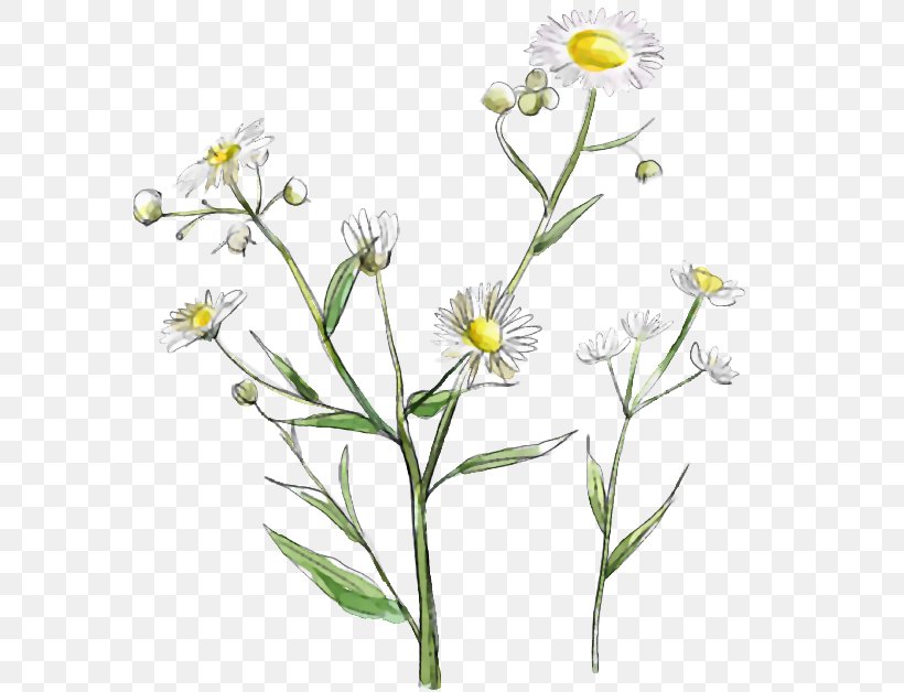 Clip Art, PNG, 591x628px, Wildflower, Aster, Chamaemelum Nobile, Chart, Cut Flowers Download Free