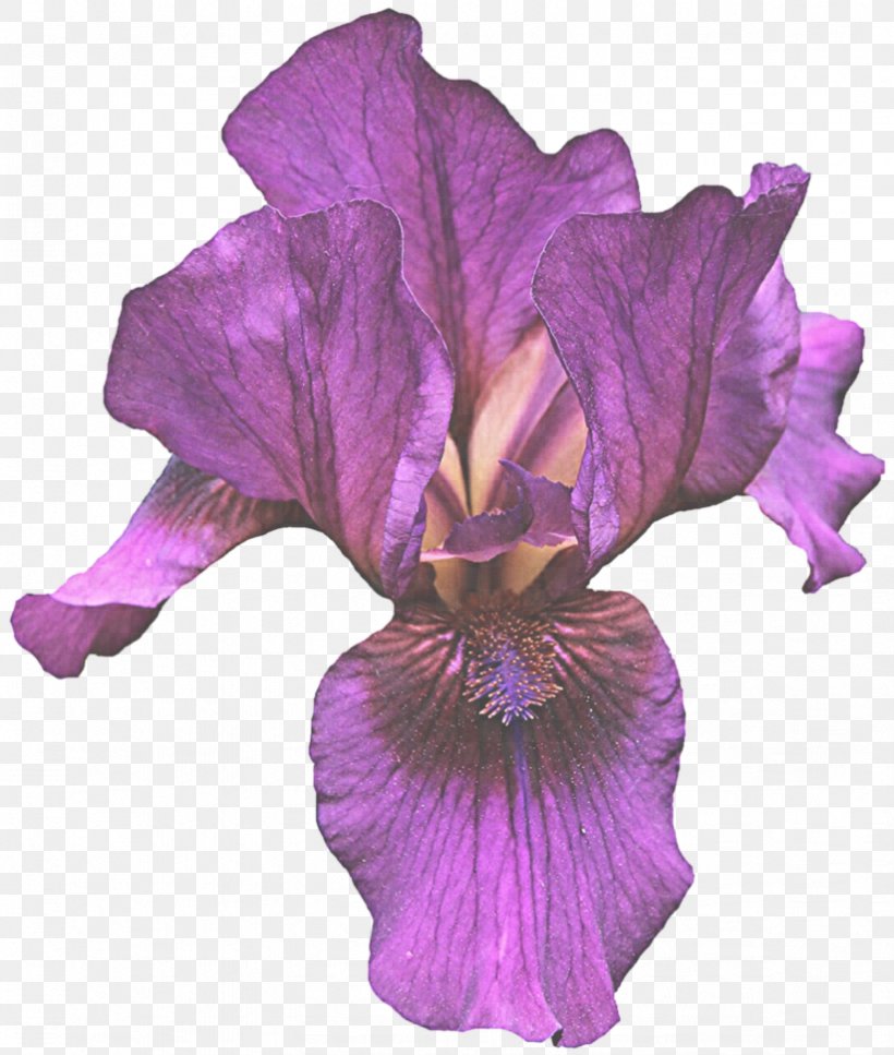 Flowering Plant Flower Petal Purple Violet, PNG, 823x971px, Flowering Plant, Cut Flowers, Flower, Iris, Iris Family Download Free