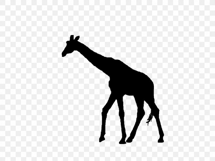 Giraffe Cartoon, PNG, 1024x768px, Silhouette, Black, Blackandwhite, Drawing, Giraffe Download Free