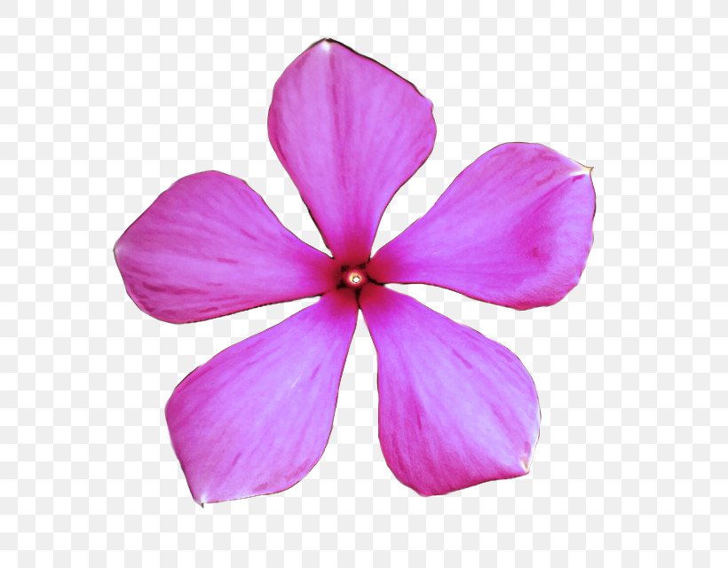 Petal Pink Flower Violet Plant, PNG, 640x640px, Petal, Flower, Geranium, Herbaceous Plant, Impatiens Download Free