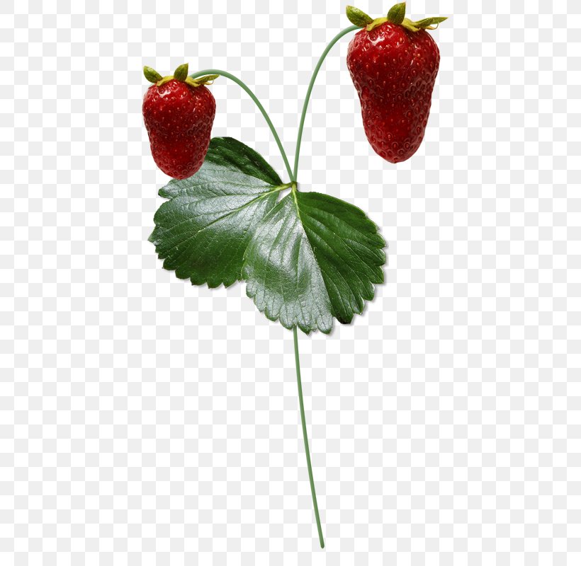 Strawberry Fruit Berries Tomato, PNG, 494x800px, Strawberry, Berries, Berry, Diary, Food Download Free