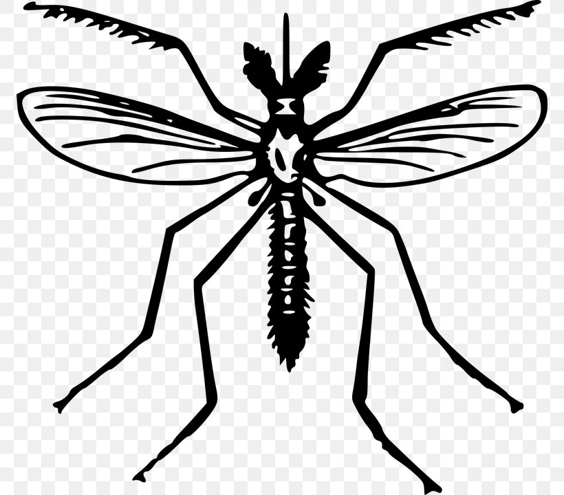 Yellow Fever Mosquito Insect Clip Art, PNG, 772x720px, Mosquito, Arthropod, Artwork, Black And White, Drawing Download Free