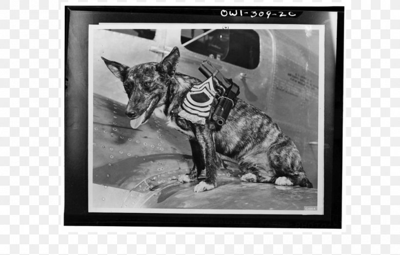 Blog Dog History Photography, PNG, 1000x637px, Blog, Artwork, Black And White, Carnivoran, Cat Download Free