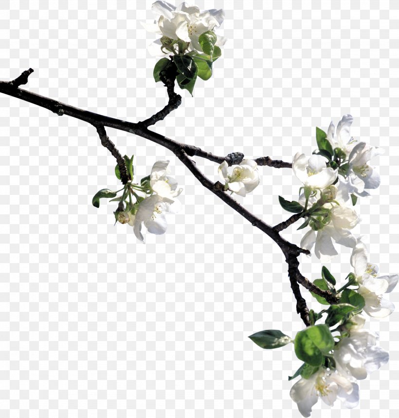 Flower Blossom Tree, PNG, 2866x3000px, Flower, Apples, Auglis, Blossom, Branch Download Free