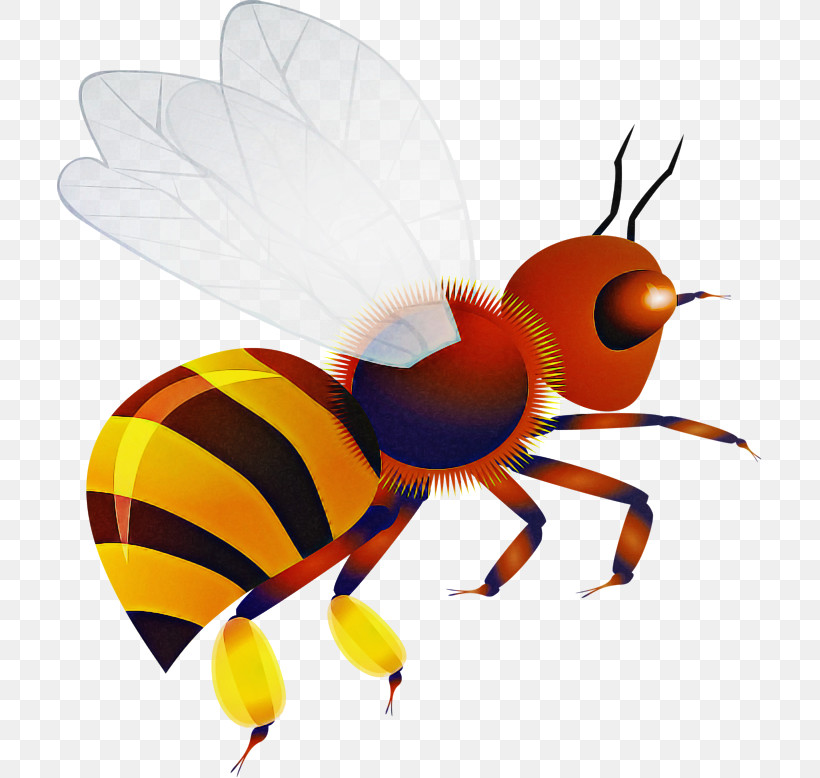 Insect Pest Honeybee Fly Membrane-winged Insect, PNG, 705x778px, Insect, Bee, Fly, Honeybee, Hornet Download Free