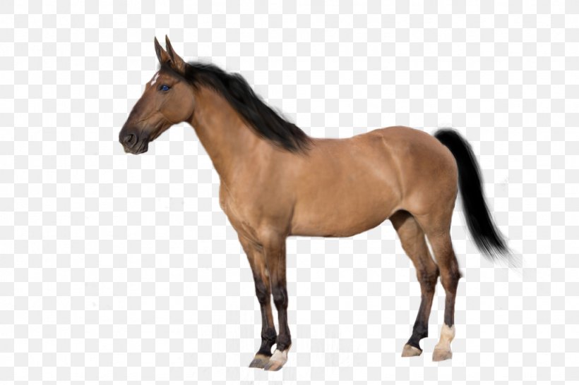 Mustang Arabian Horse Stallion Pony Appaloosa, PNG, 1024x683px, Mustang, Akhalteke, Animal Figure, Appaloosa, Arabian Horse Download Free