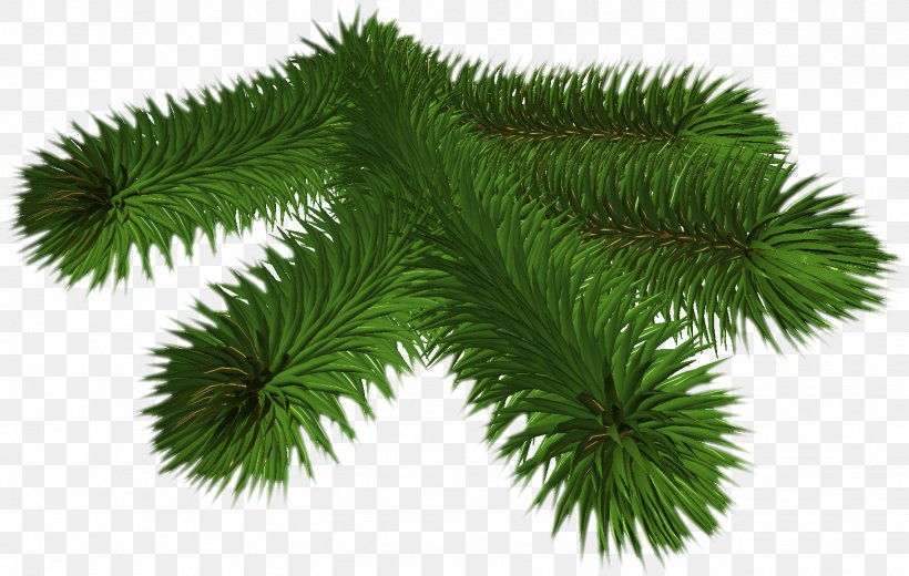 Pine Spruce Conifers Fir Needle, PNG, 1455x924px, Pine, Branch, Christmas Ornament, Conifer, Conifer Cone Download Free