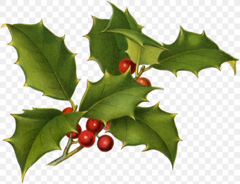 Common Holly Christmas Drawing Botany Printing, PNG, 1800x1381px, Common Holly, Aquifoliaceae, Aquifoliales, Art, Berry Download Free