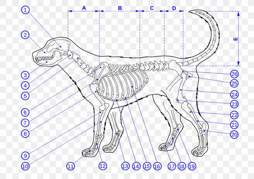 Dog Anatomy Cat Dog Anatomy Skeleton, PNG, 1280x905px, Watercolor, Cartoon, Flower, Frame, Heart Download Free