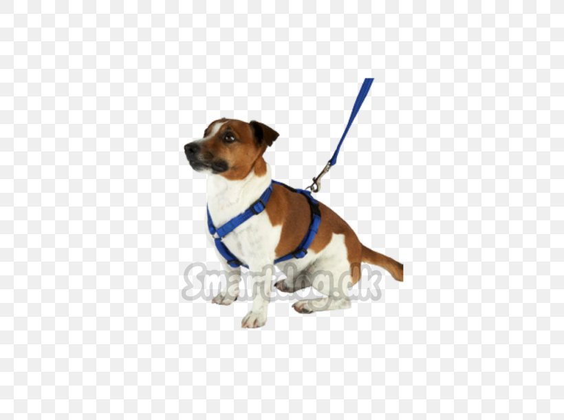 Dog Breed Puppy Companion Dog Leash, PNG, 610x610px, Dog Breed, Breed, Collar, Companion Dog, Dog Download Free