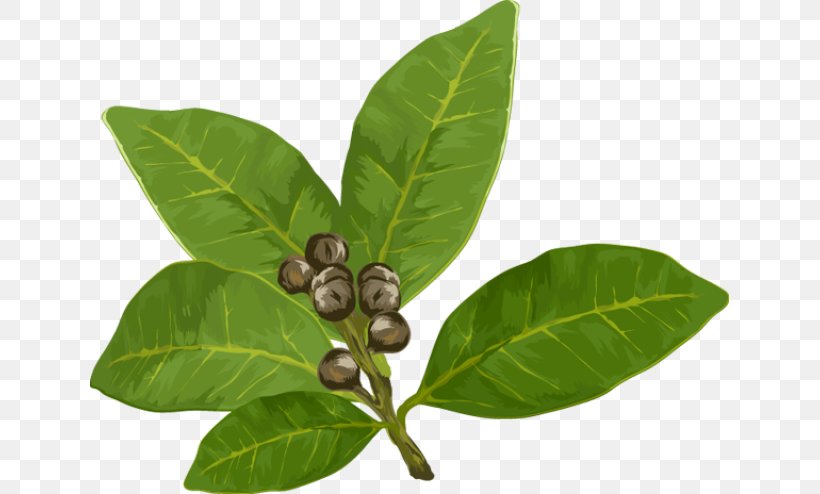 Herb Spice Bay Leaf Clip Art, PNG, 639x494px, Herb, Anise, Basil, Bay Leaf, Flavor Download Free