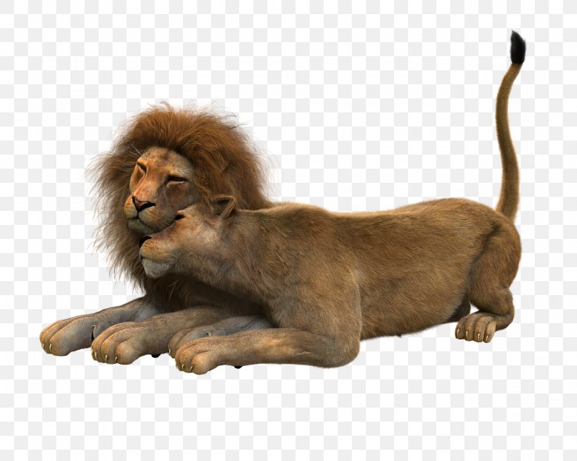 Lion, PNG, 1280x1024px, Lion, Big Cats, Carnivoran, Cat Like Mammal, Couple Download Free