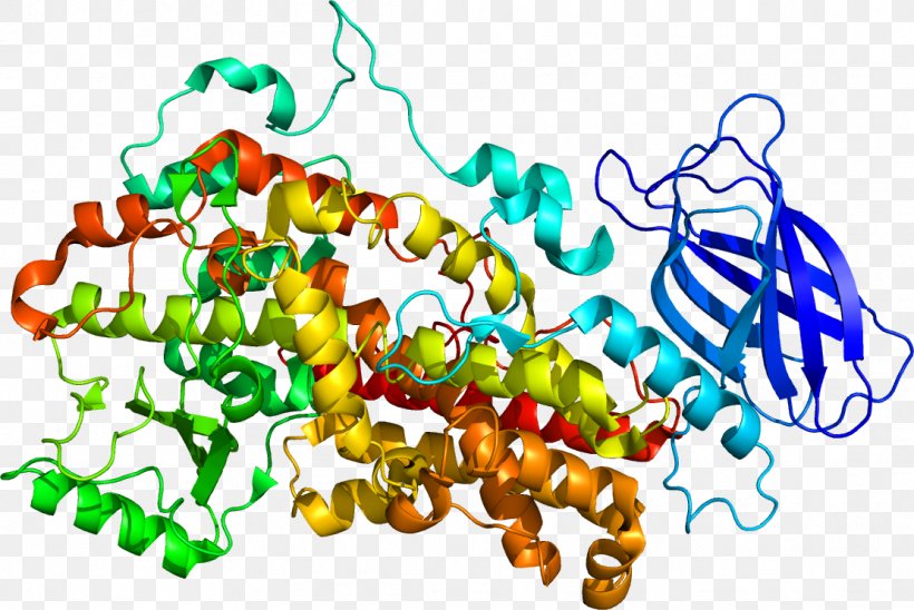 Lipoxygenase ALOX12 ALOX15 Arachidonic Acid 12-Hydroxyeicosatetraenoic Acid, PNG, 1111x743px, Lipoxygenase, Arachidonate 5lipoxygenase, Arachidonic Acid, Docosahexaenoic Acid, Docosapentaenoic Acid Download Free