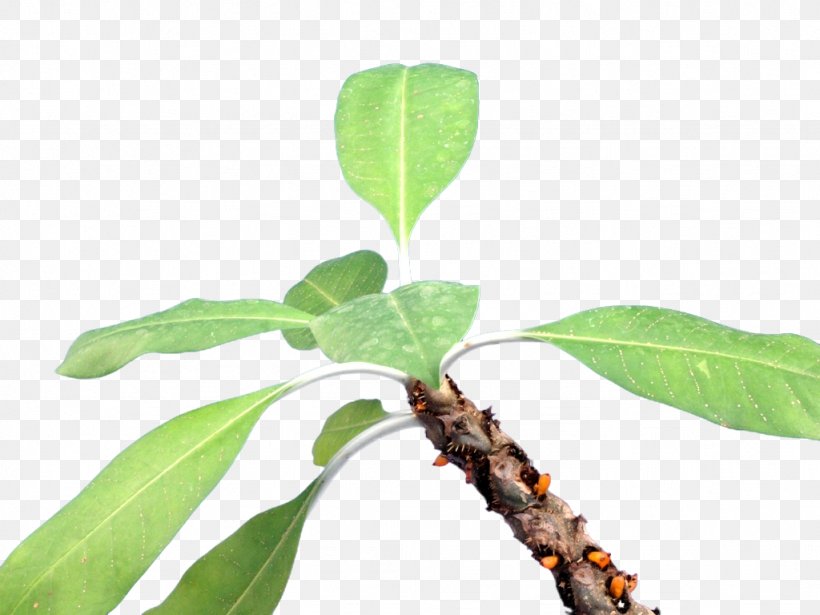 Myrmecodia Tuberosa Plant Stem Leaf Branching, PNG, 1024x768px, Plant Stem, Branch, Branching, Leaf, Organism Download Free