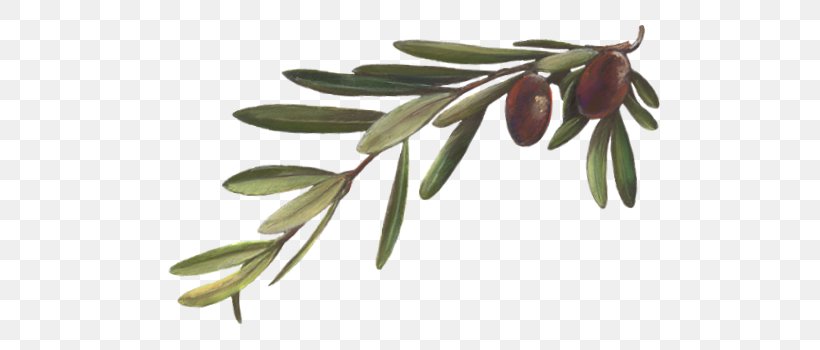 Olive Branch Plant Mirror Olive Oil Leaf, PNG, 509x350px, Olive Branch, Branch, Cerignola Olive, Flowering Plant, Fruit Download Free