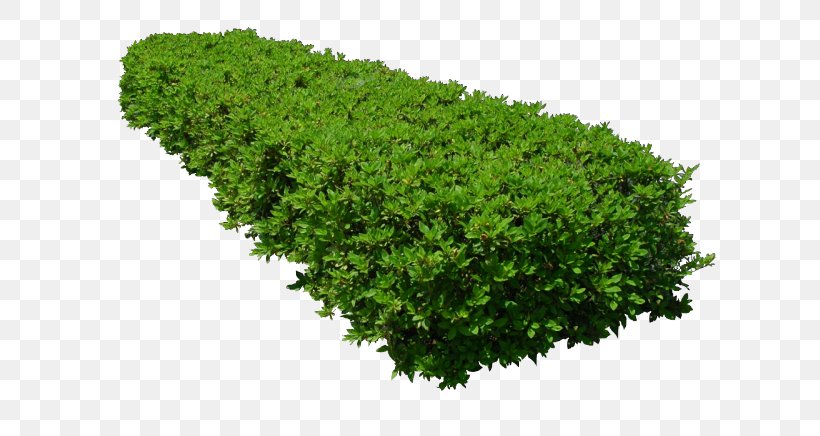 Shrub Treelet Hedge Pruning, PNG, 640x436px, Shrub, Cedar, Data Encryption Standard, Evergreen, Fruitier Download Free