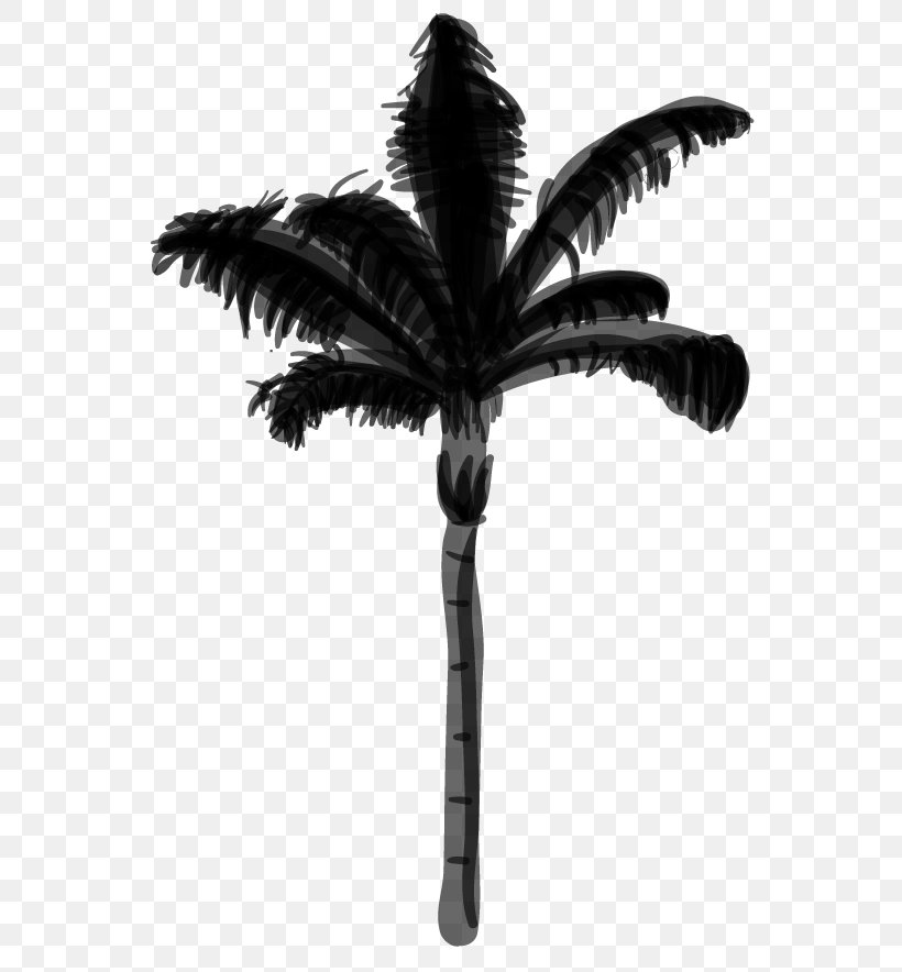 Coconut Date Palm Palm Trees, PNG, 605x884px, Coconut, Arecales, Attalea Speciosa, Blackandwhite, Botany Download Free