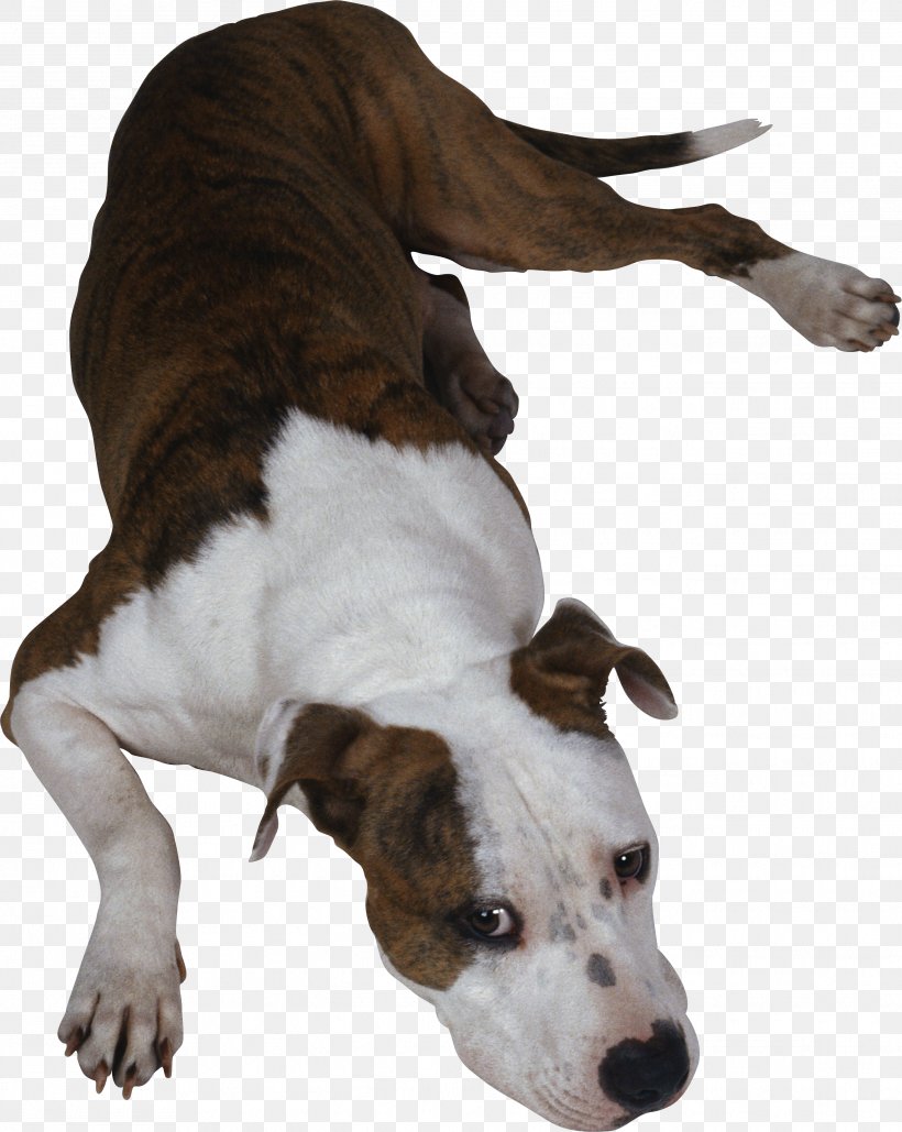 Dog Breed Hot Dog Dog Collar, PNG, 2639x3312px, Dog Breed, Animal, Breed, Carnivoran, Collar Download Free