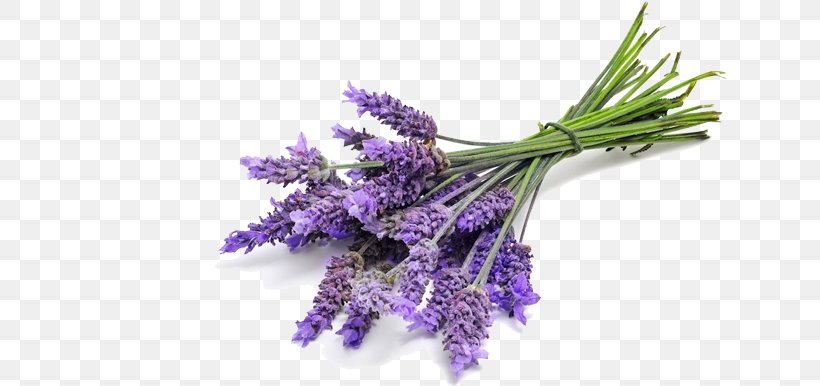 English Lavender Essential Oil Lavender Oil Lavandula Latifolia, PNG, 700x386px, English Lavender, Aroma Compound, Cajeput Oil, Cedar Oil, Cut Flowers Download Free