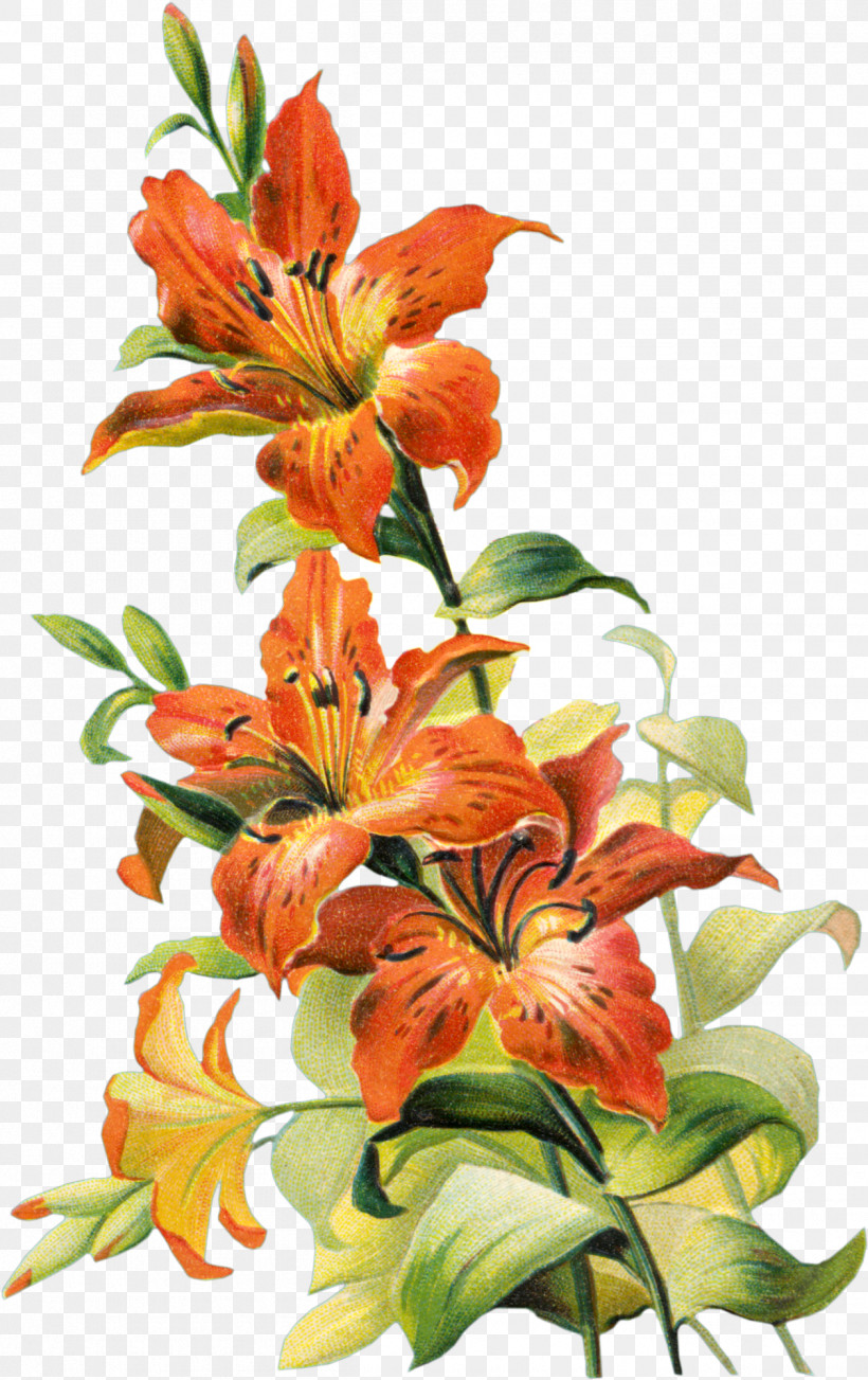 Floral Design, PNG, 1258x2000px, Tiger Lily, Cut Flowers, Daylilies, Drawing, Easter Lily Download Free