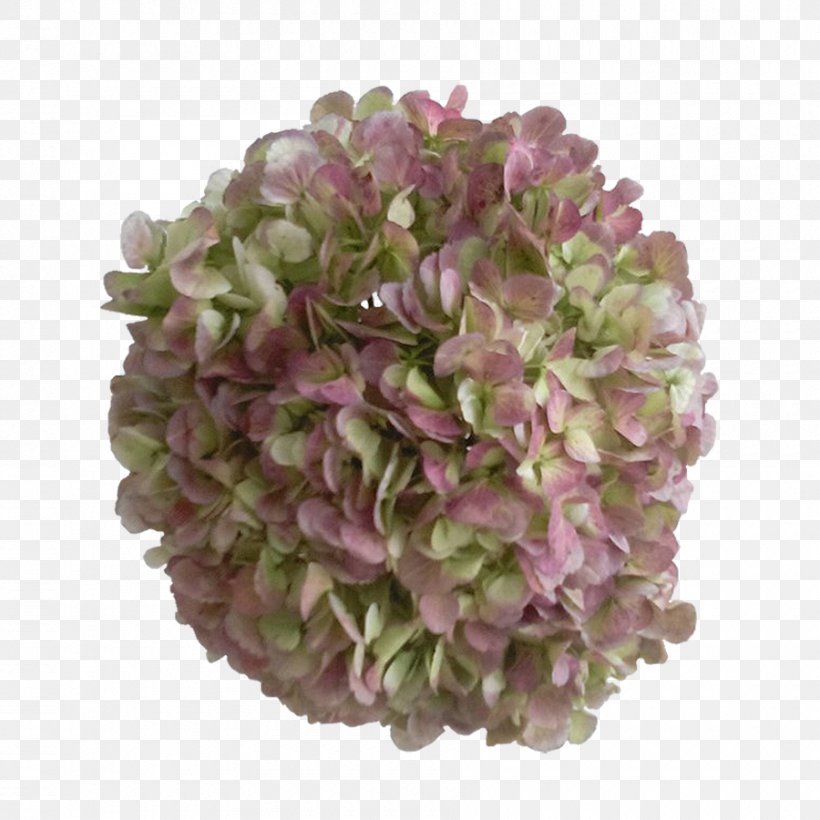 Hydrangea Lilac Colombia Blue Cut Flowers, PNG, 900x900px, Hydrangea, Antique, Blue, Colombia, Color Download Free