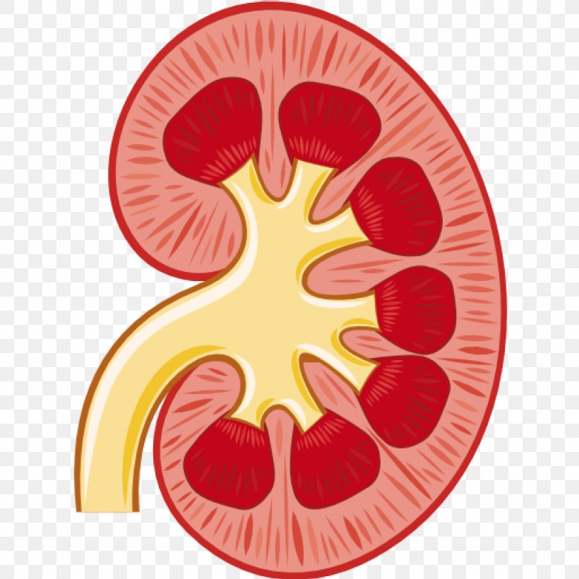 Kidney Renal Pelvis Renal Artery Clip Art, PNG, 1024x1024px, Kidney, Anatomy, Fruit, Kidney Stone, Renal Artery Download Free