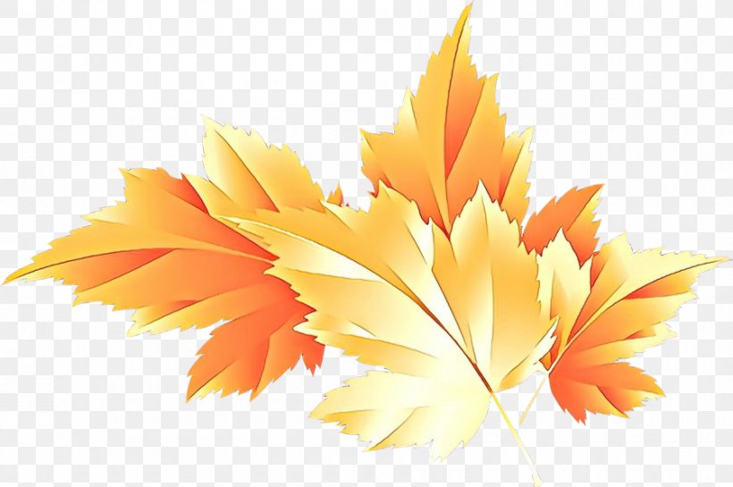 Maple Leaf, PNG, 900x599px, Cartoon, Deciduous, Leaf, Maple, Maple Leaf Download Free