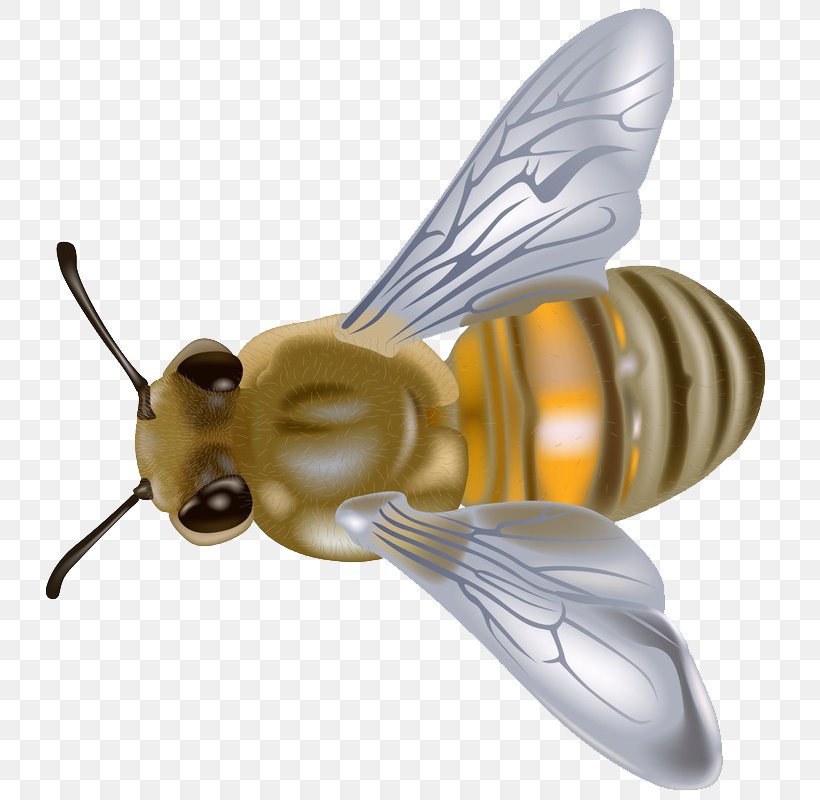 Western Honey Bee Clip Art, PNG, 749x800px, Western Honey Bee, Arthropod, Bee, Fly, Free Content Download Free