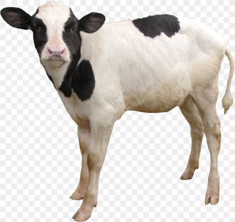 Goat Cartoon, PNG, 2576x2432px, Calf, Angus Cattle, Animal Figure, Bovine, Cattle Download Free