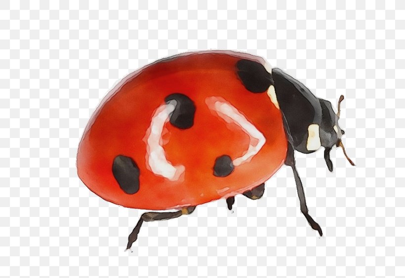 Ladybug, PNG, 628x564px, Watercolor, Beetle, Helmet, Insect, Ladybug Download Free