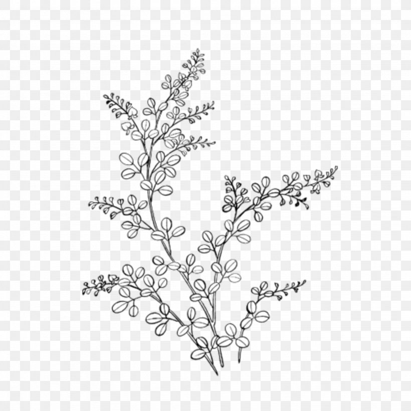 Branch Tree Plant Twig Flower, PNG, 2048x2048px, Branch, Flower, Leaf, Plant, Tree Download Free