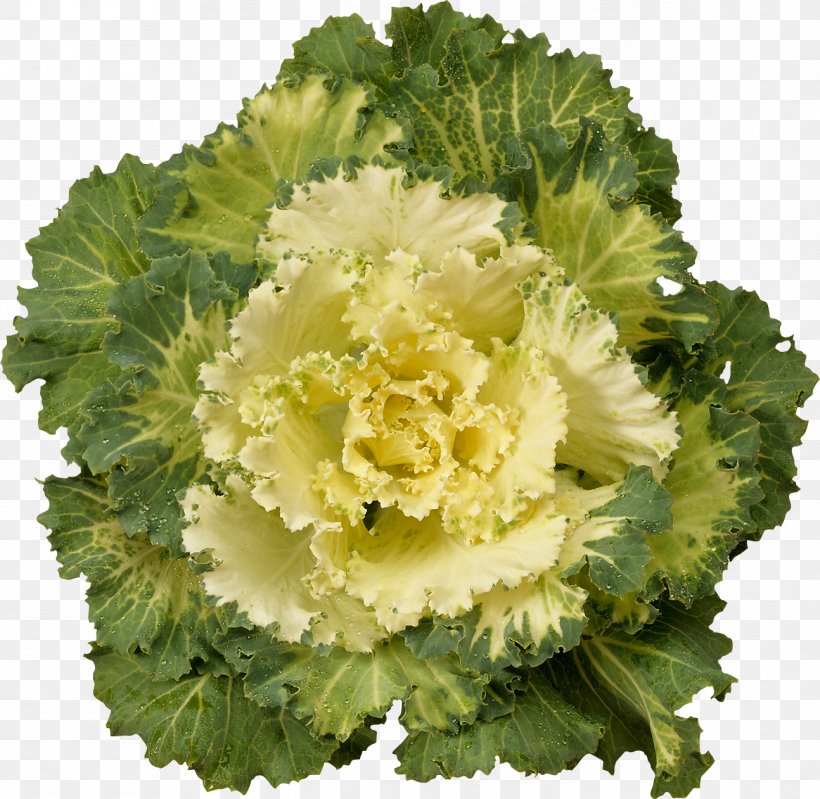 Cabbage Kale Cauliflower Brussels Sprout Broccoli, PNG, 1294x1262px, Cabbage, Brassica Oleracea, Broccoli, Brussels Sprout, Cauliflower Download Free
