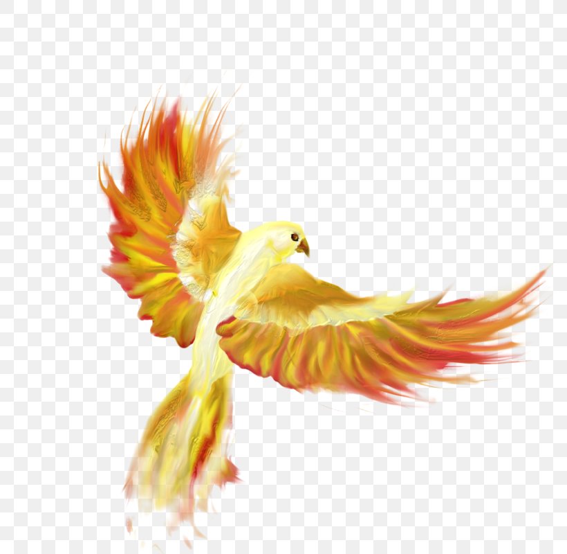 Firebird Drawing Phoenix Desktop Wallpaper, PNG, 800x800px, Firebird, Beak, Bird, Drawing, Feather Download Free
