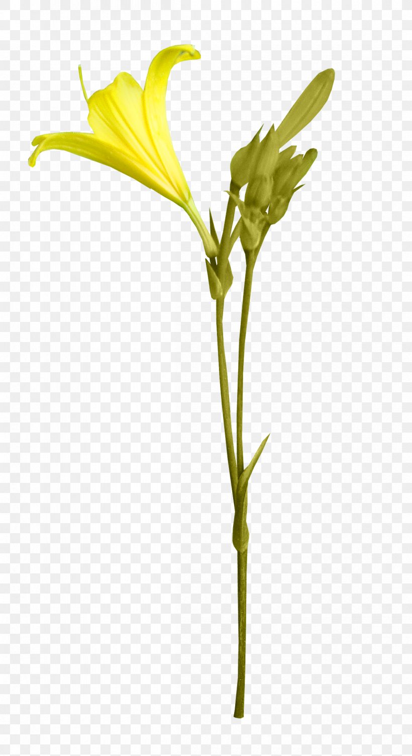 Flower Blog Petal Clip Art, PNG, 1200x2200px, Flower, Blog, Branch, Bud, Cut Flowers Download Free