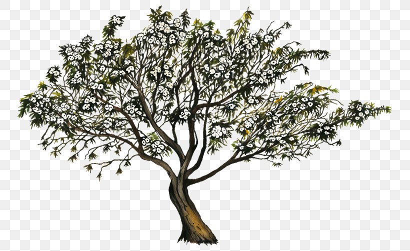 Ipomoea Arborescens Description Tree Romantic Comedy, PNG, 750x502px, Ipomoea, Branch, Description, Flower, Industry Download Free