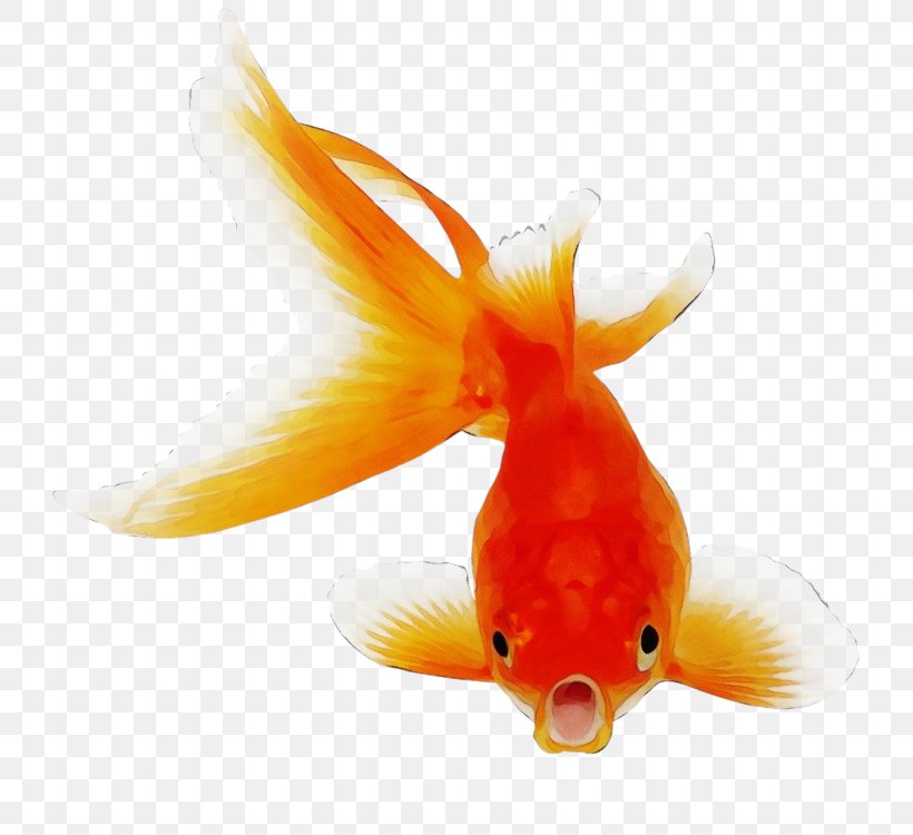 Orange, PNG, 750x750px, Watercolor, Bonyfish, Feeder Fish, Fin, Fish Download Free