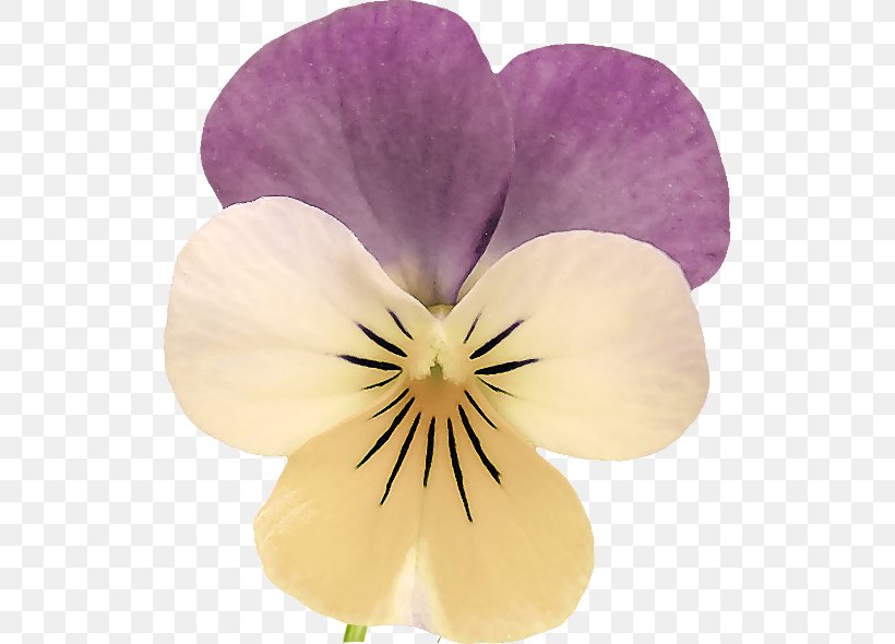 Pansy Organic Food Plants Helen Herb, PNG, 519x590px, Pansy, Closeup, Flower, Flowering Plant, Genetically Modified Organism Download Free