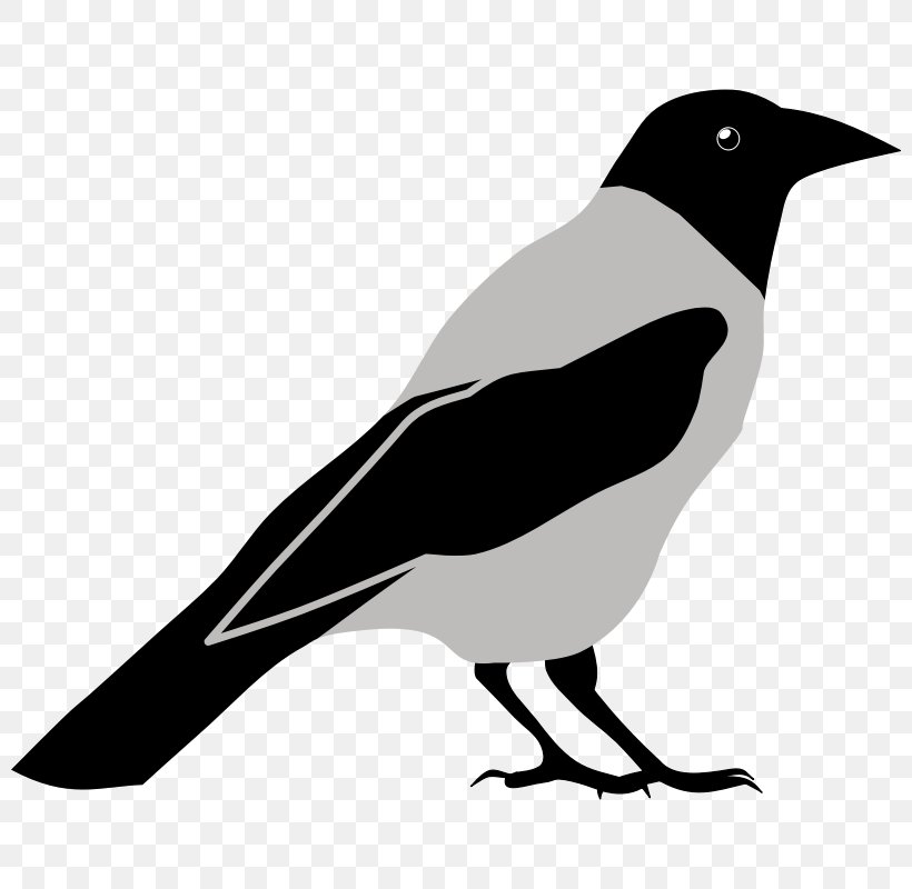 Common Raven Crow Bird Clip Art, PNG, 800x800px, Common Raven, American Crow, Beak, Bird, Black And White Download Free