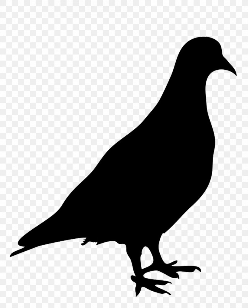 Domestic Pigeon Columbidae Bird Silhouette, PNG, 952x1181px, Domestic Pigeon, American Crow, Art, Beak, Bird Download Free