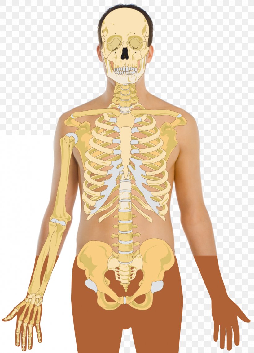 Human Skeleton Human Body Bone Homo Sapiens, PNG, 981x1363px, Watercolor, Cartoon, Flower, Frame, Heart Download Free