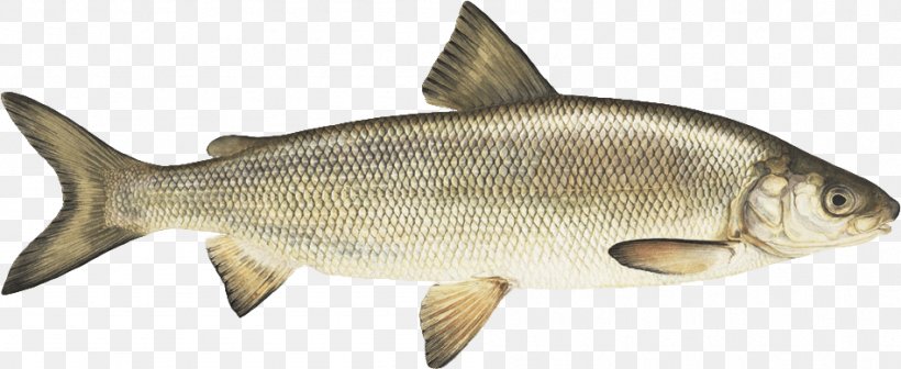 Lake Whitefish Lake Superior Milkfish, PNG, 948x389px, Whitefish, Animal Figure, Bony Fish, Common Rudd, Common Whitefish Download Free