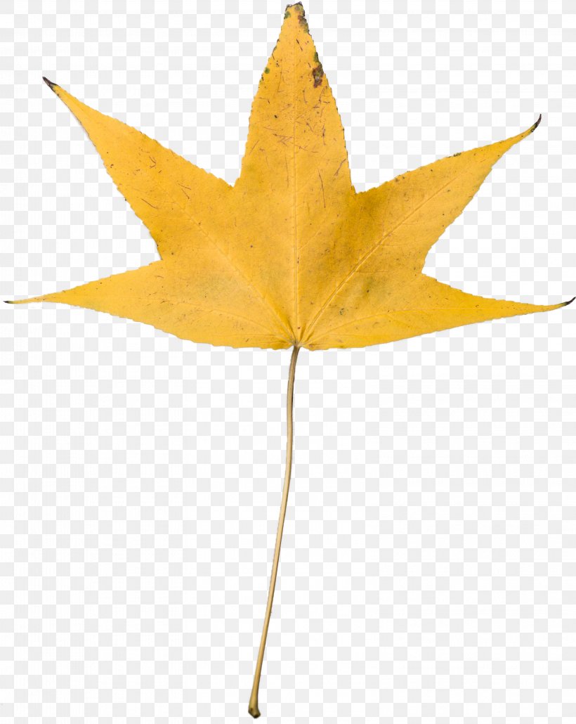 Autumn Leaf Color Desktop Wallpaper Yellow, PNG, 3158x3969px, Leaf, Autumn, Autumn Leaf Color, Green, Maple Leaf Download Free