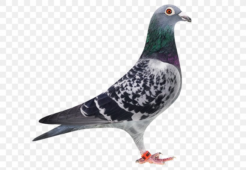 Homing Pigeon Stock Dove Racing Homer Bird Green Pigeon, PNG, 1200x833px, Homing Pigeon, Animal, Beak, Bird, Bird Control Download Free