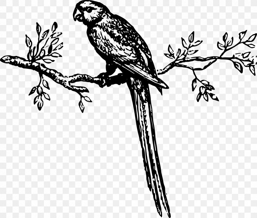 Clip Art Feather Flower Illustration Plant Stem, PNG, 2400x2040px, Feather, Beak, Bird, Branch, Coloring Book Download Free