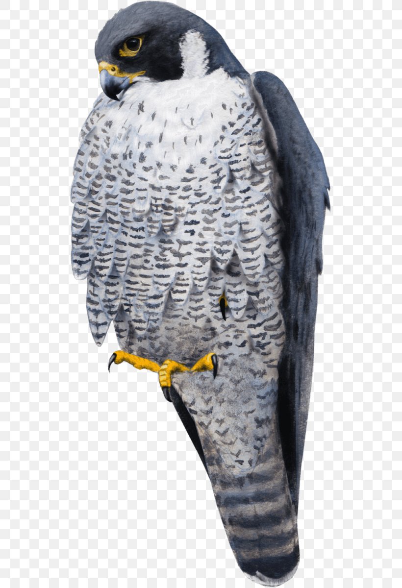 Falcon La Mort Tombe Du Ciel Bird Rock Dove Common Wood Pigeon, PNG, 535x1200px, Falcon, Beak, Beutetier, Bird, Bird Of Prey Download Free