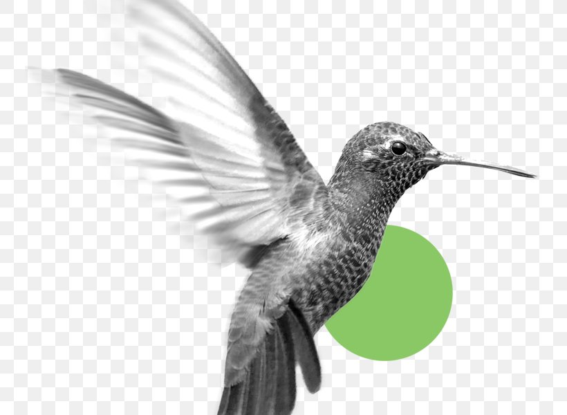Hummingbird M Business Feather Ethics Organization, PNG, 748x600px, Hummingbird M, Ansvar, Beak, Behavior, Bird Download Free