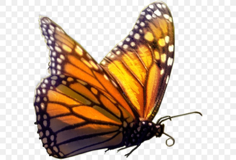 Monarch Butterfly Insect, PNG, 593x558px, Butterfly, Arthropod, Brush Footed Butterfly, Display Resolution, Highdefinition Television Download Free
